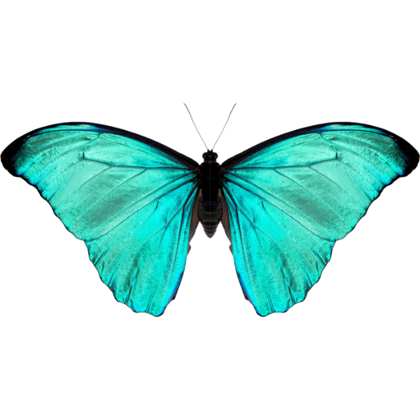 Amathonte-Morpho-Falter