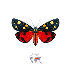 Schön-Bär