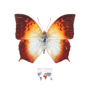 Spitz-Charaxes