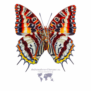 Andranadorus-Charaxes Weiblich Rückseite