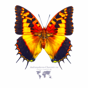Andranadorus-Charaxes Weiblich Vorderseite