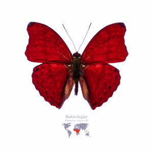 Roter Segler