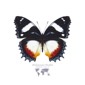 Madagaskar-Diadem