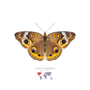 Coenia-Augen-Falter