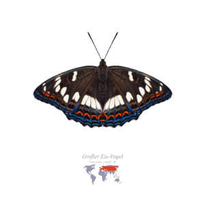 Großer Eis-Vogel