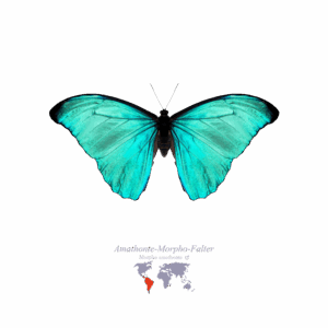 Amathonte-Morpho-Falter