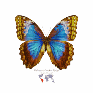 Helenor-Morpho-Falter