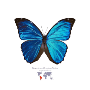 Menelaus-Morpho-Falter