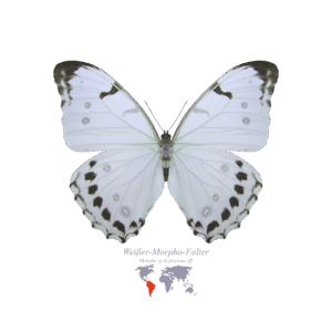 Weißer Morpho-Falter