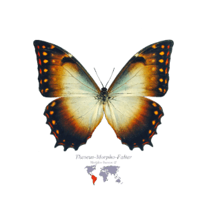 Theseus-Morpho-Falter