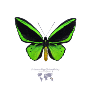 Priamus-Vogel-Falter (Grün)