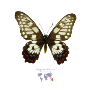 Dingy Swallow-Tail