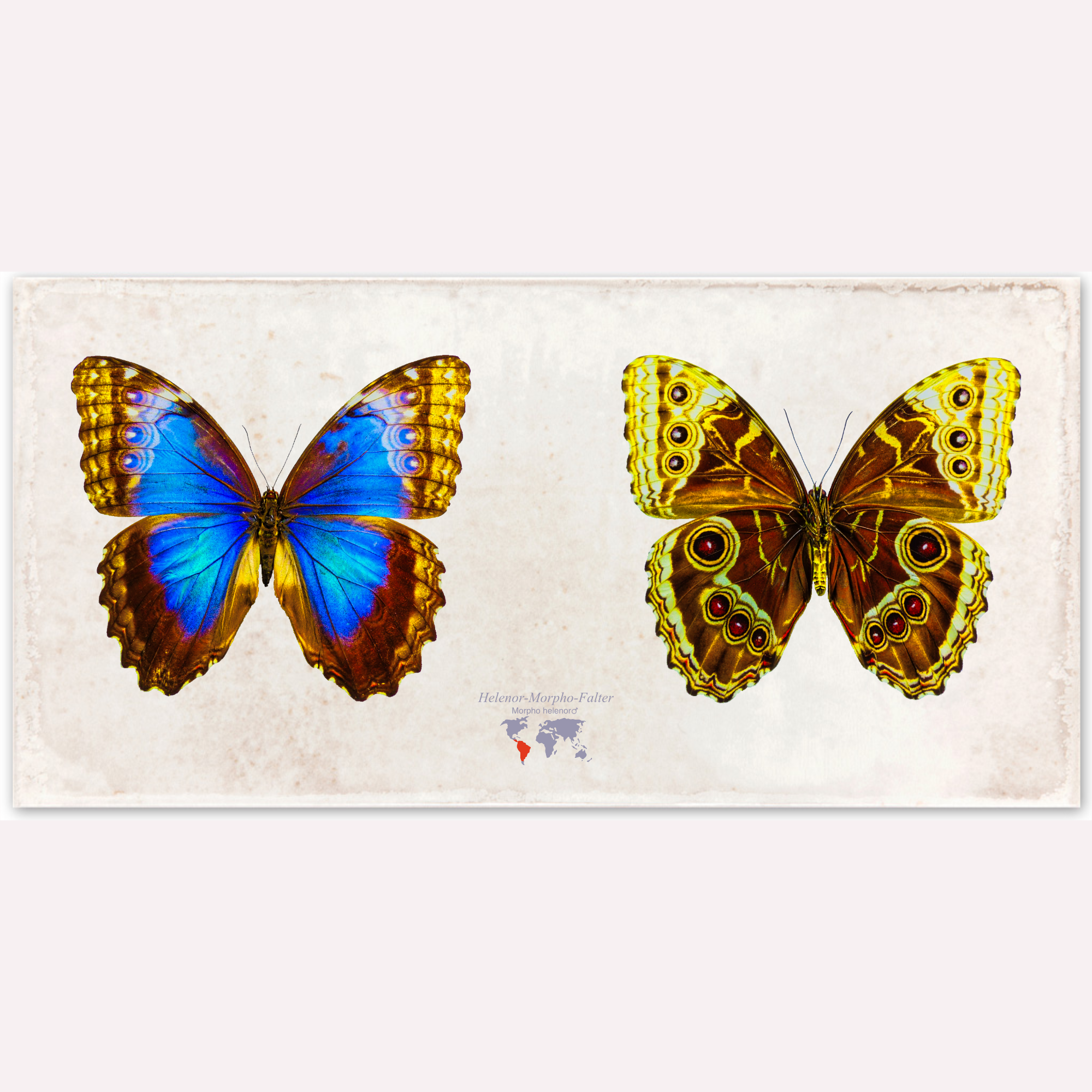 Morpho helenor